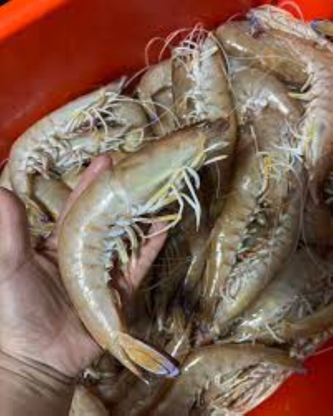 MBL KING PRAWNS